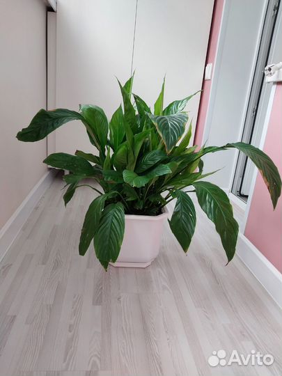 Спатифиллум