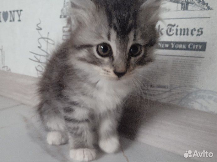 Котята девочки