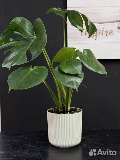 Монстера растение