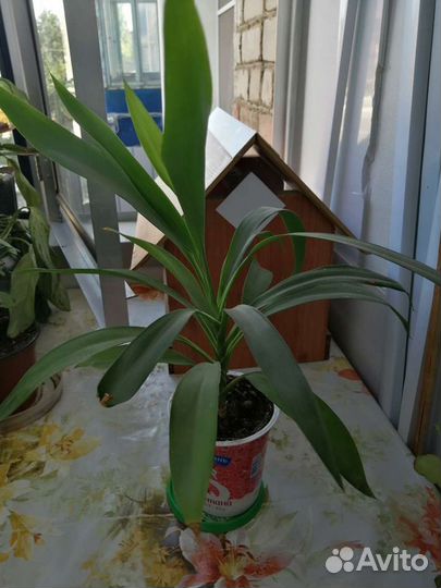 Комнатные цветы