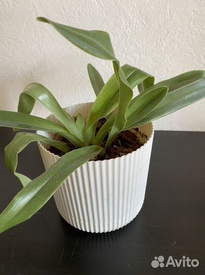 Орхидея венерин башмачок пафиопедилум