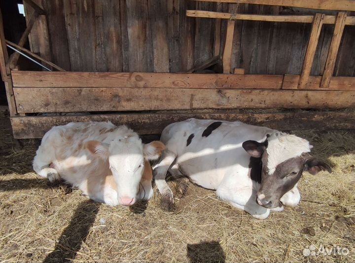 Телята бычки