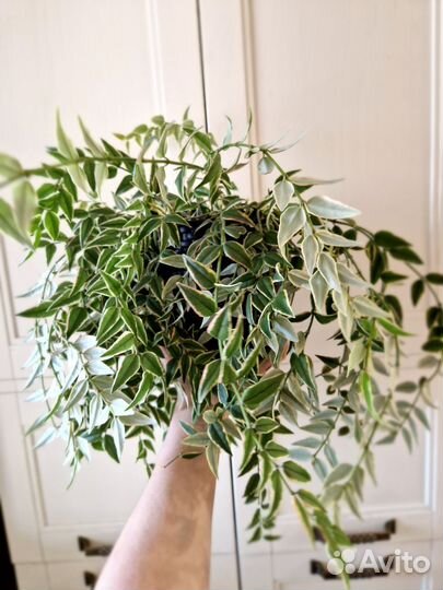 Продам хойя белла