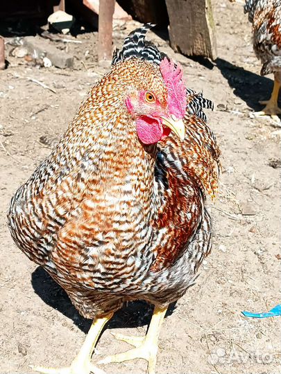 Куры,Петухи Билефельдер