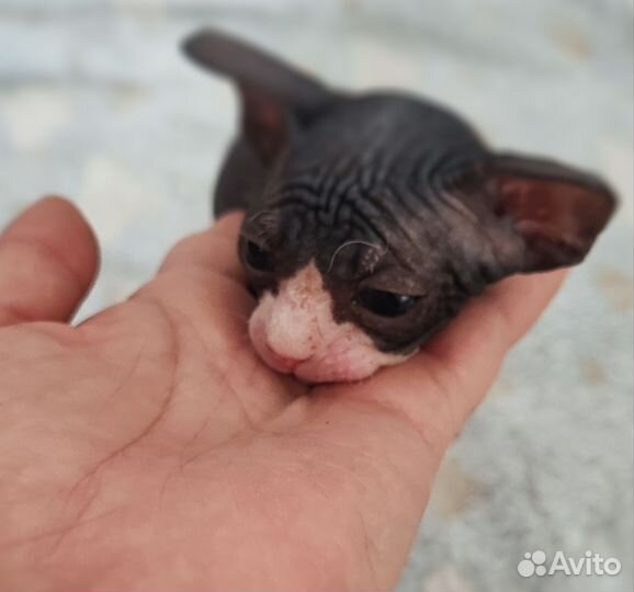 Канадский сфинкс