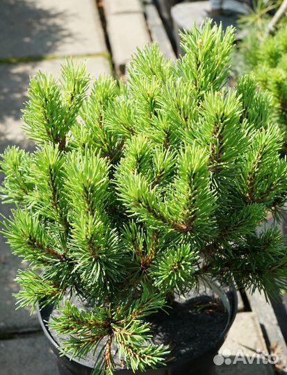 Сосна горная Kornik