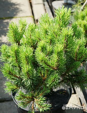Сосна горная Kornik