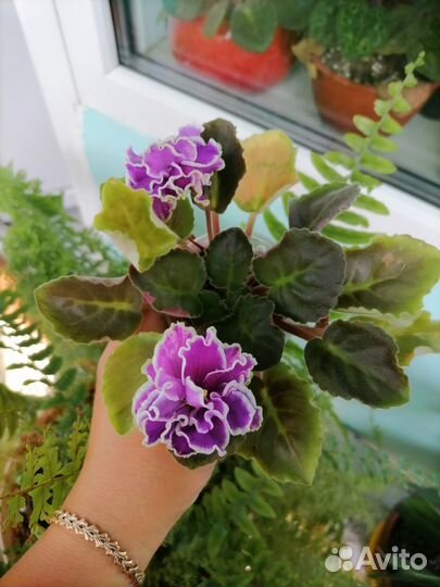 Сортовые фиалки