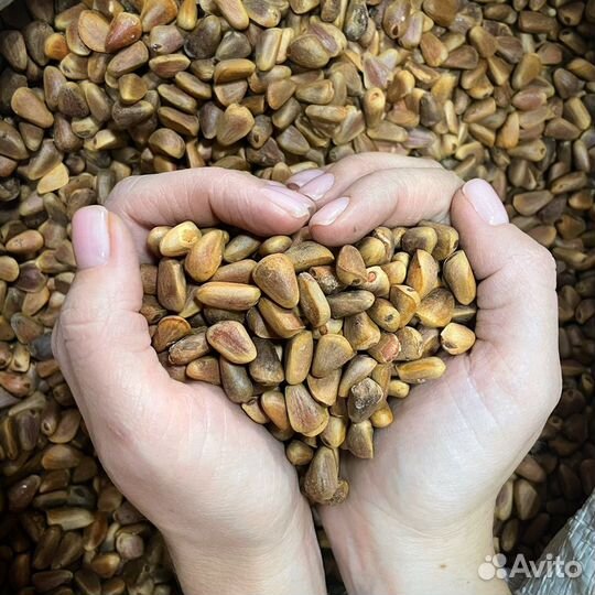 Кедровый орех дальневосточный