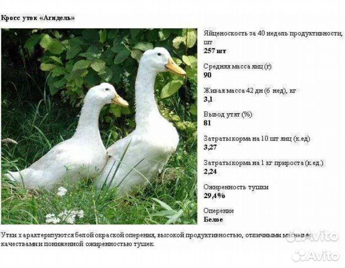 Утки