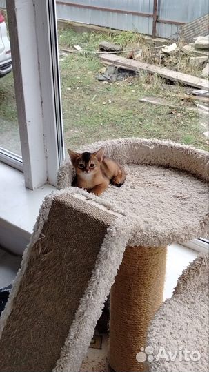 Аббисинские котята