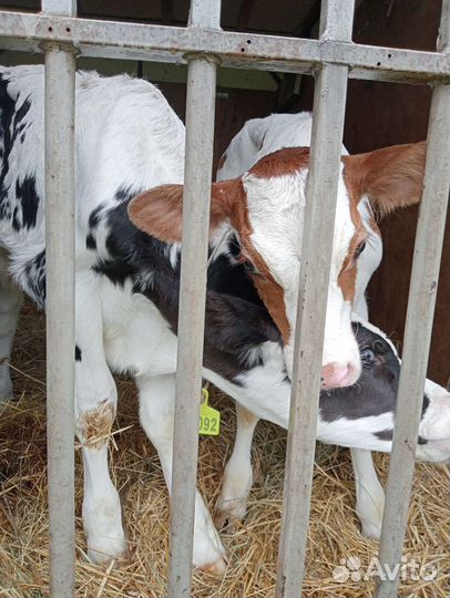 Телята бычки