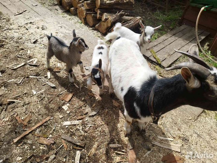 Камерунские карликовые козлята