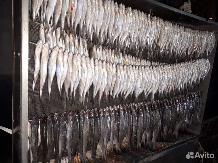 Черви для рыбалки (из компостной ямы)