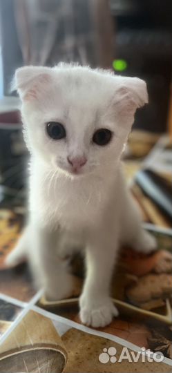 Отдам в добрые руки котят