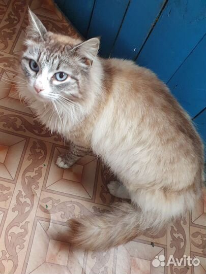 Кошка в дар