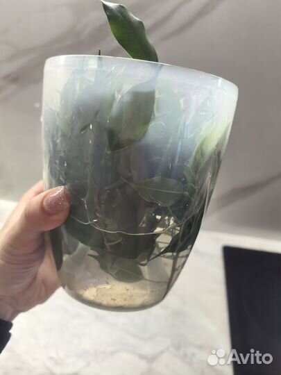 Черенки фикуса и олива