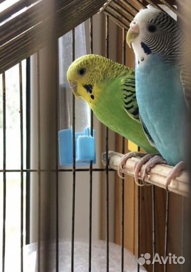 Волнистый попугай отдам