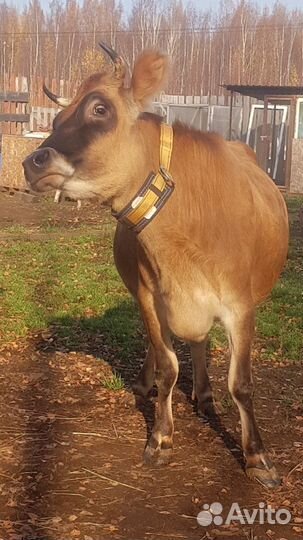 Молоко коровье домашнее,творог,масло,сметана