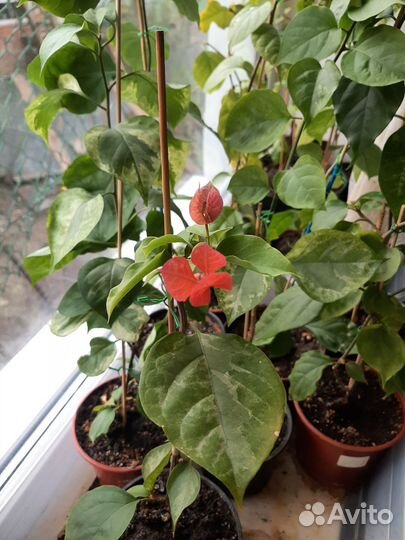 Бугенвиллия (бугенвиллея)