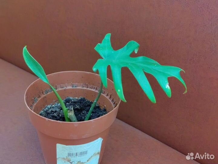 Филодендрон Майо (лучистый)