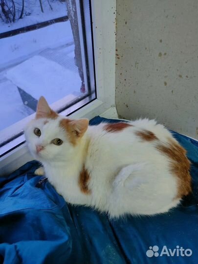 Нежный котик Лунтик