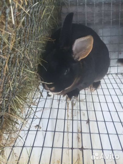 Кролики породы-Рекс