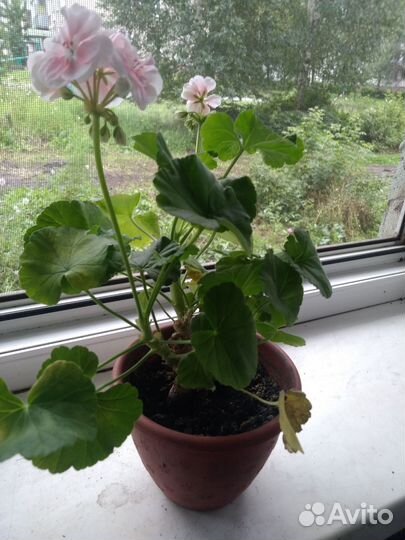 Герань душистая