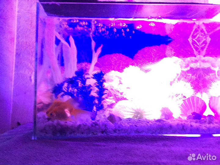 Аквариумные рыбки