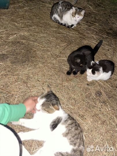 Котята в добрые руки