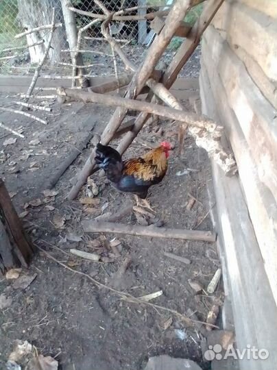 Цыплята петухи куры