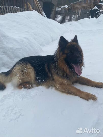 Немецкая овчарка.вязка.Кобель