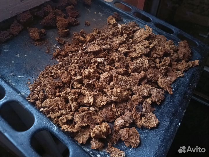 Чага берёзовая