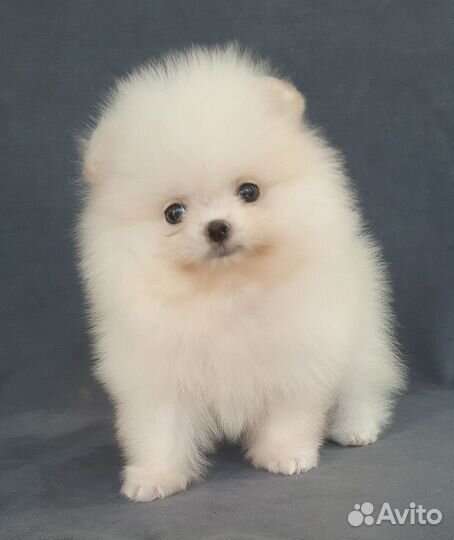 Белая куколка