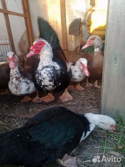 Утки шипуны