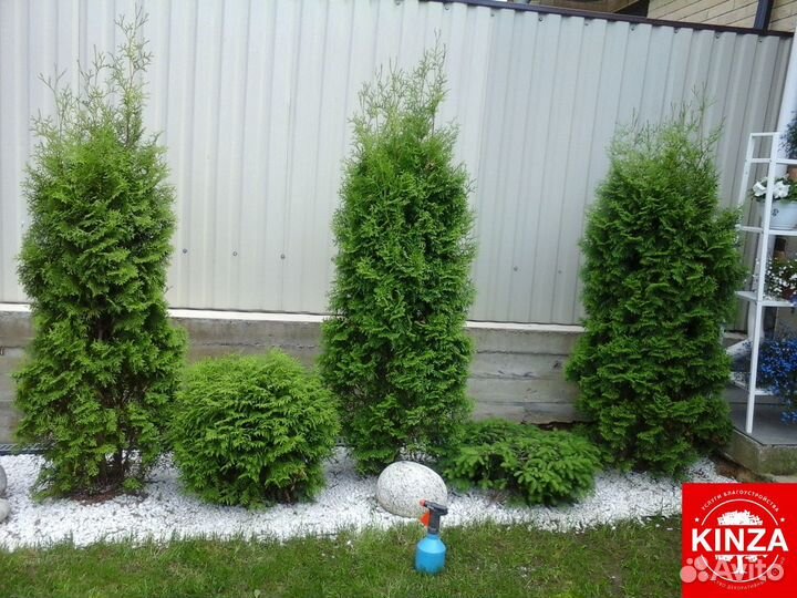 Туя колумна из питомника