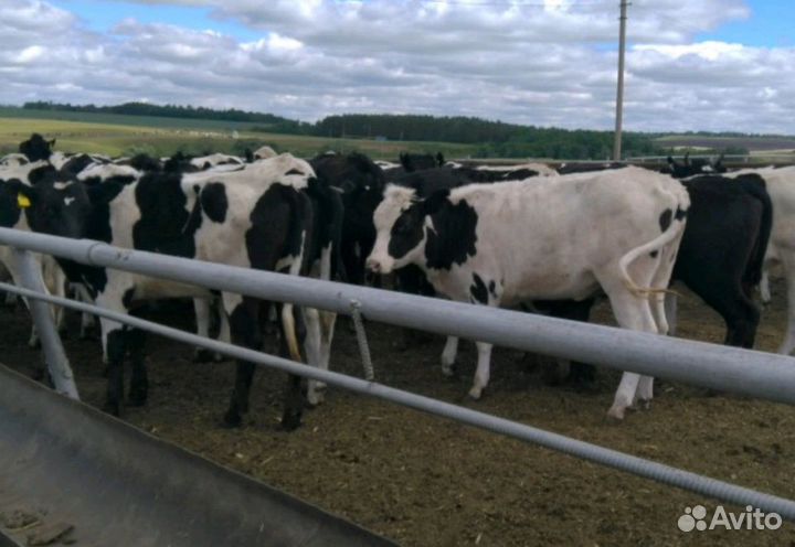 Телята бычки