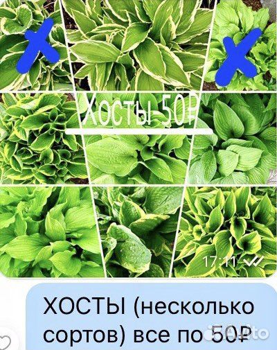 Растения цветы
