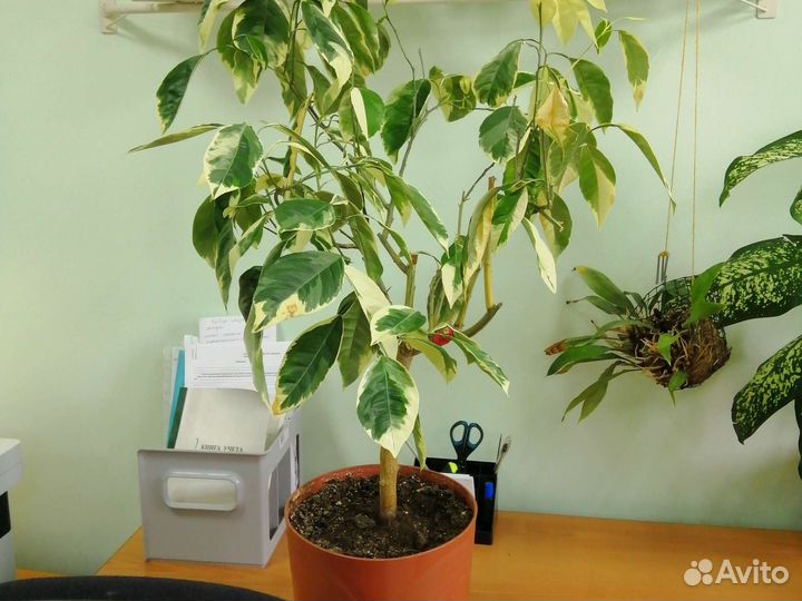 Апельсин вариегатный