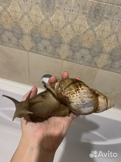 Улитки ахатины