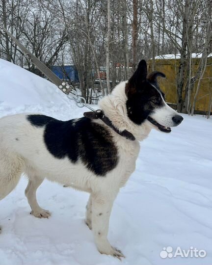 Собака три О