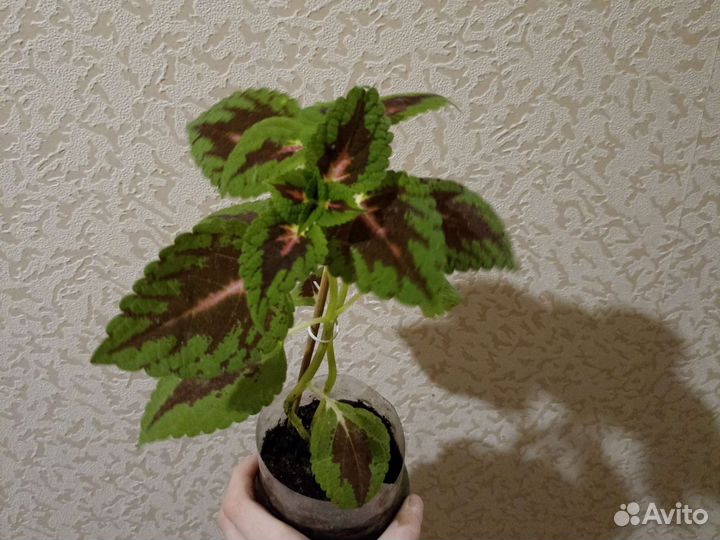 Колеус