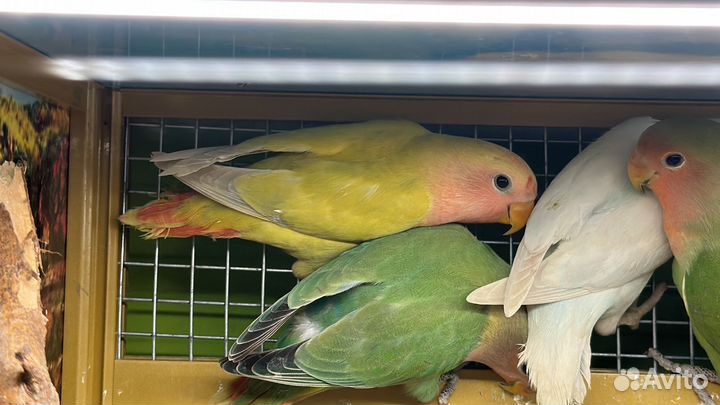 Попугай Неразлучники розовощекие