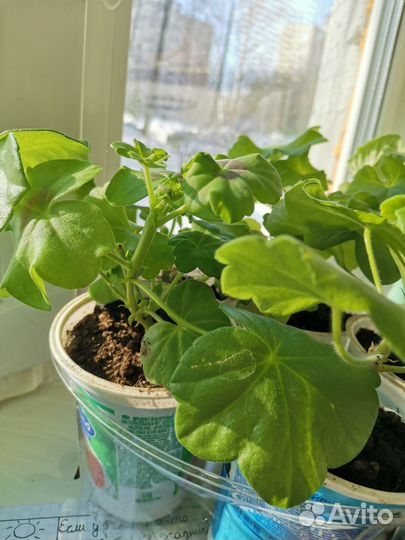 Пеларгония герань