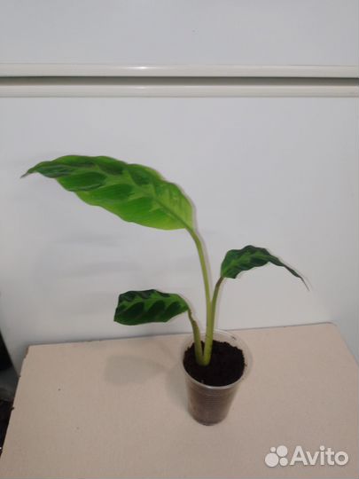 Калатея варшевича