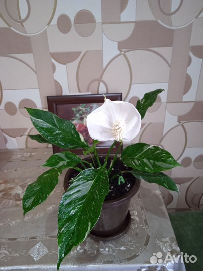 Спатифилум