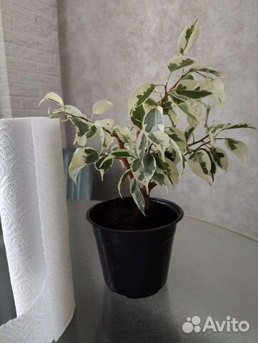 Фикус Бенджамина старлайт