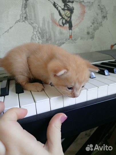Котята