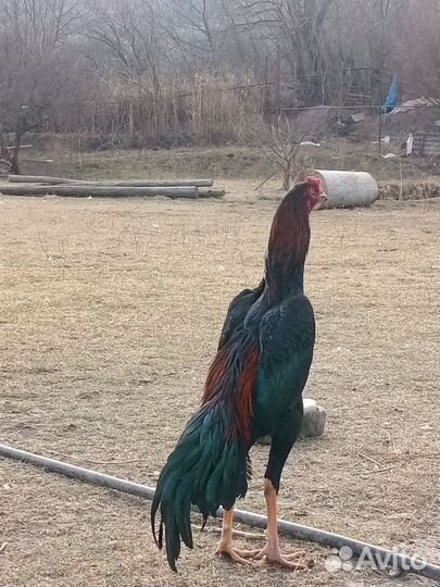 Бойцовые петухи тай- (осако)шамо