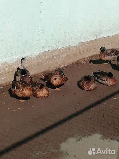 Подсадные утки